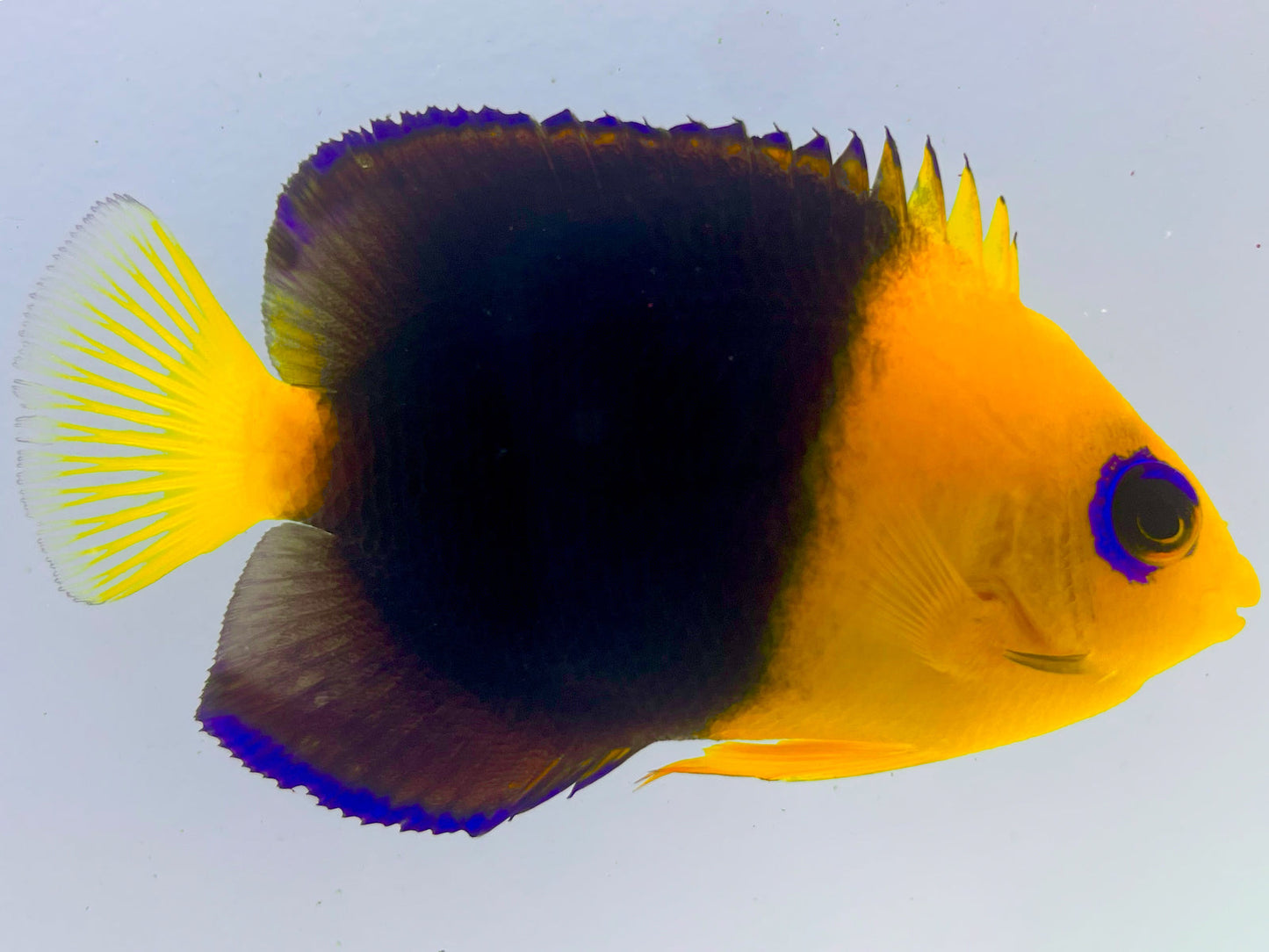 Joculator Angelfish