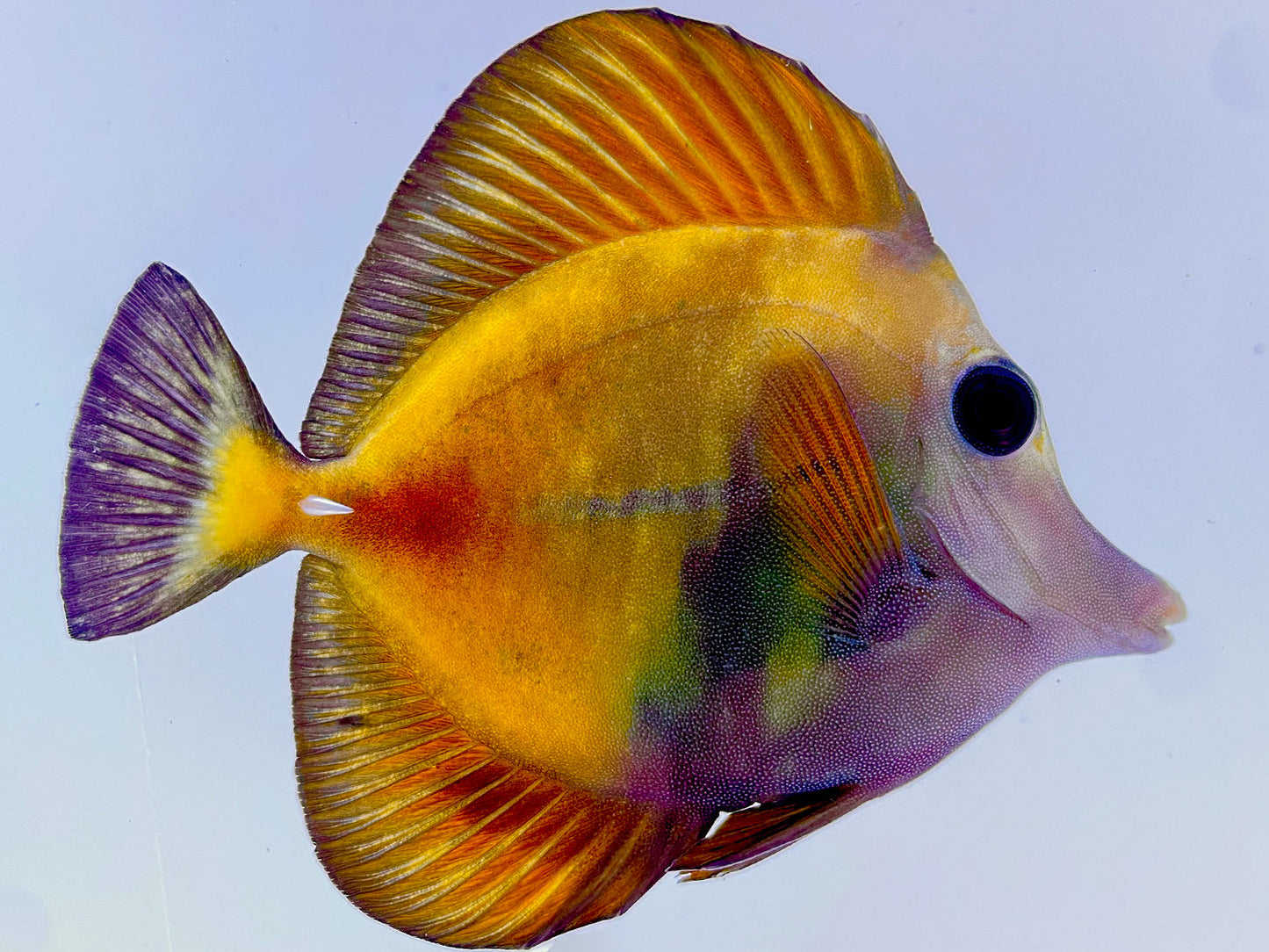 Yellow and Black Koi Scopas Tang