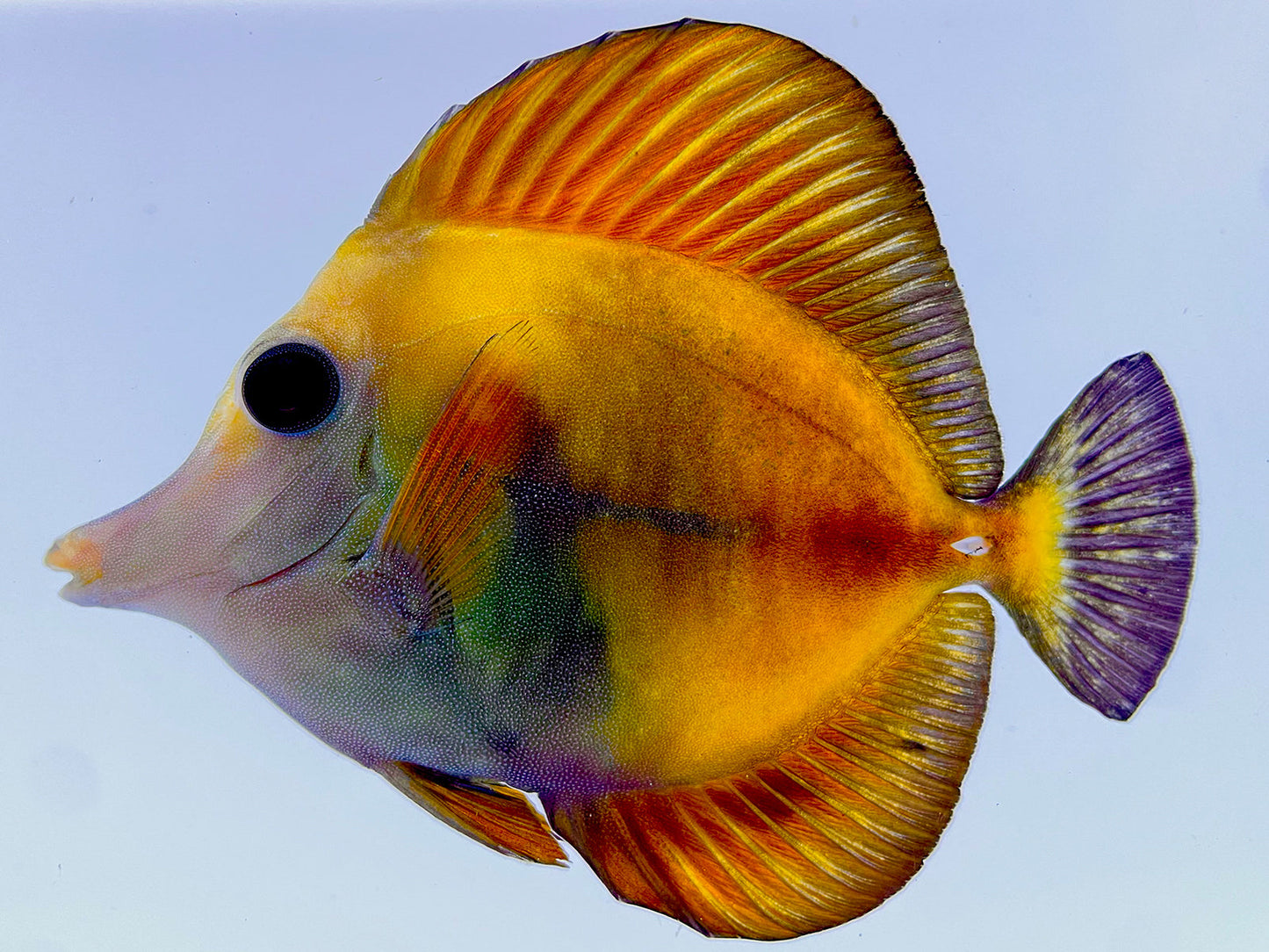 Yellow and Black Koi Scopas Tang