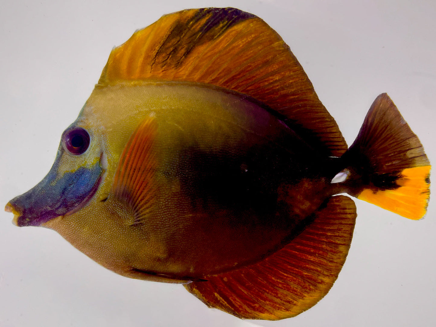 Tri Color Koi Scopas Tang WYSIWYG