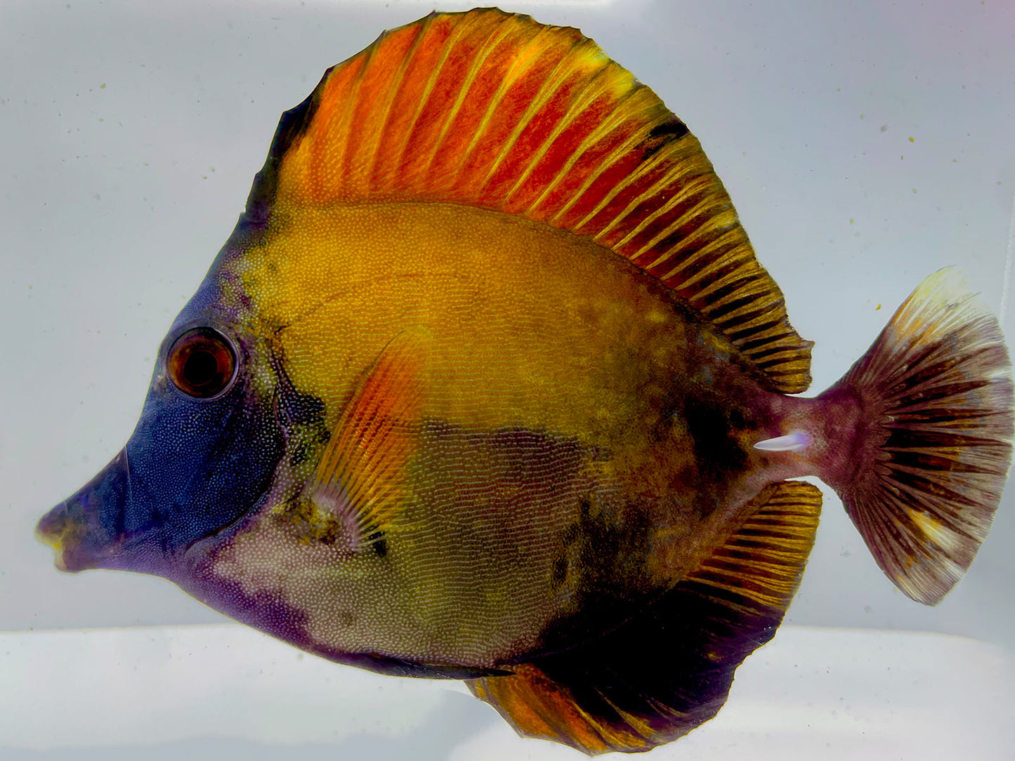 Tri Color Koi Scopas Tang WYSIWYG