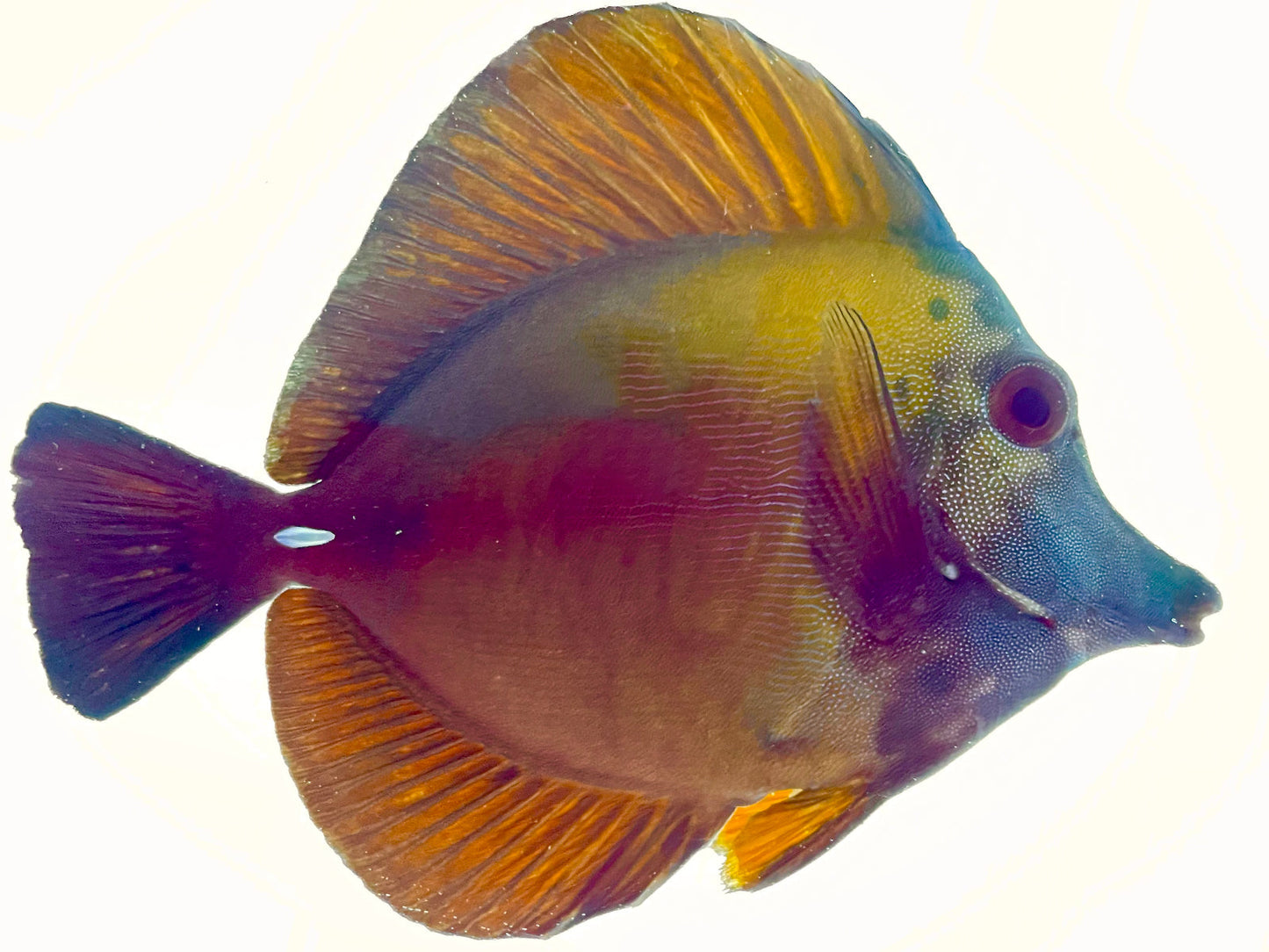 Blue Face Koi Scopas Tang WYSIWYG