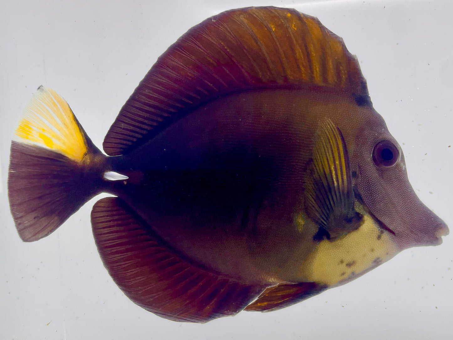 Tri Color Koi Scopas Tang WYSIWYG