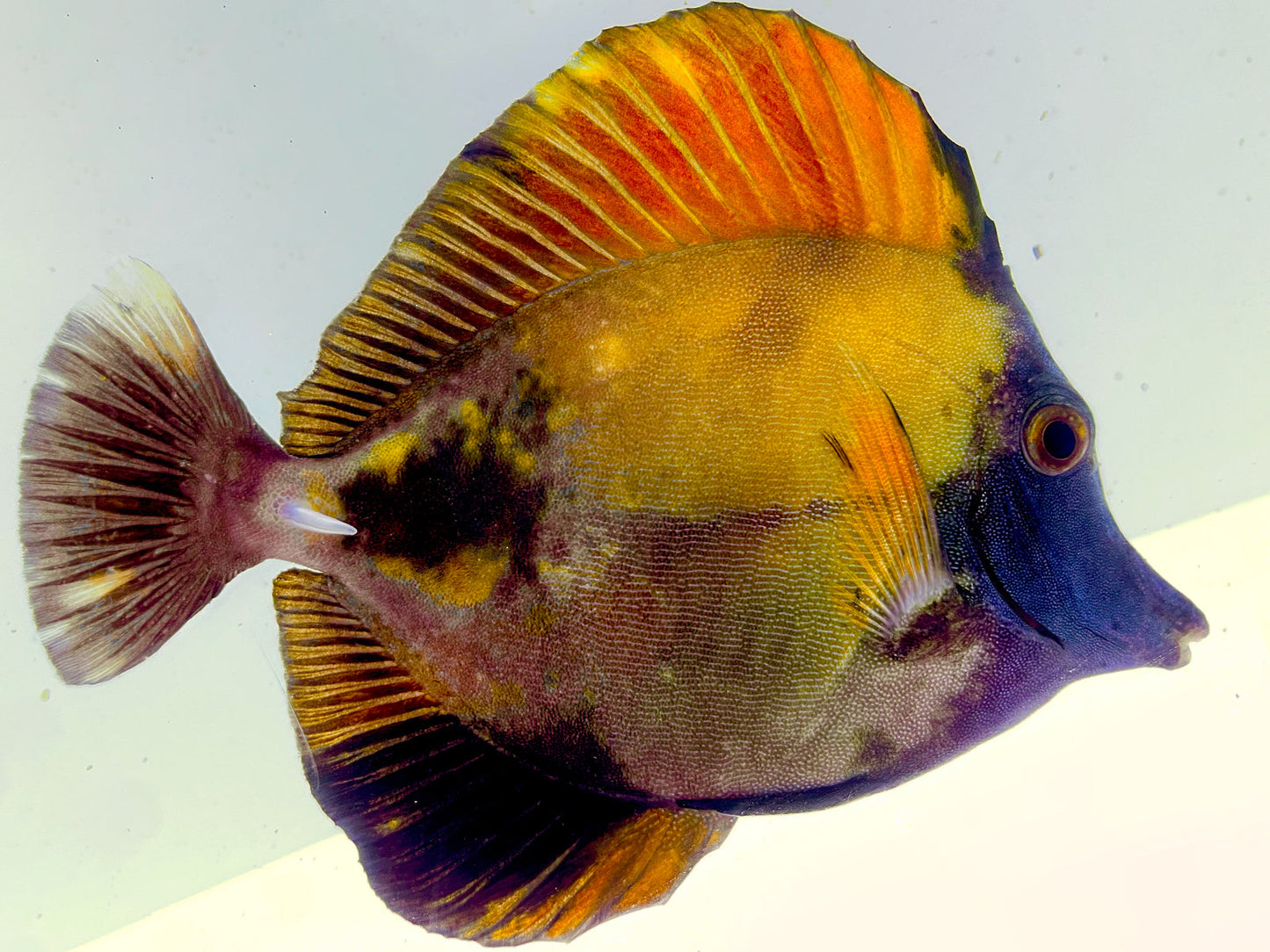 Tri Color Koi Scopas Tang WYSIWYG