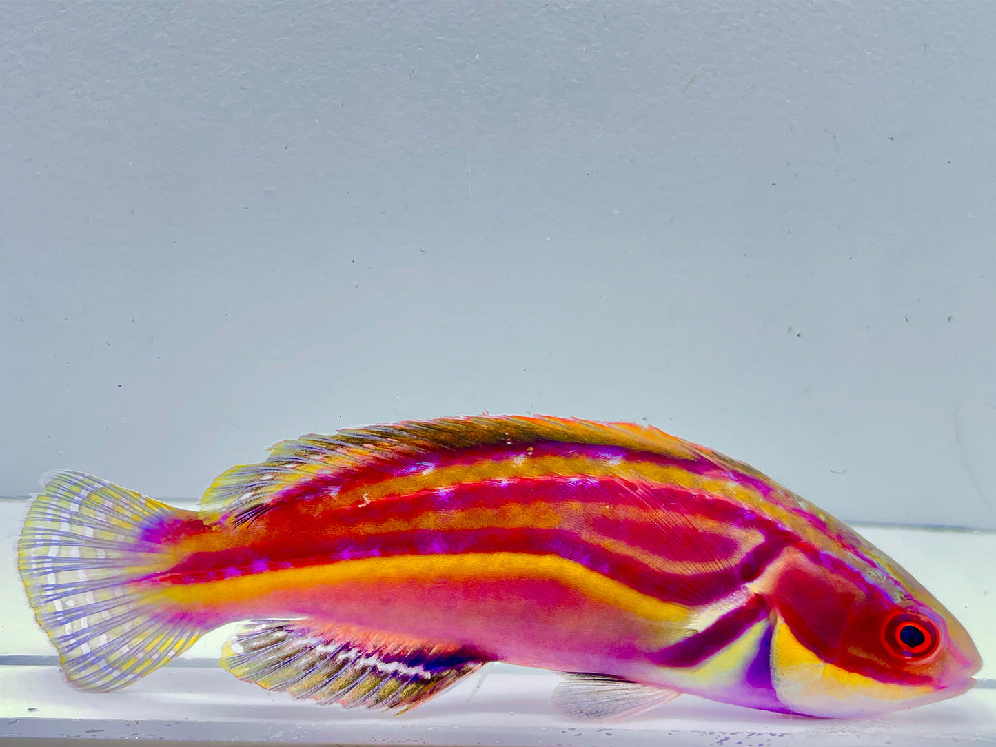 Laboute's Fairy Wrasse Terminal Phase