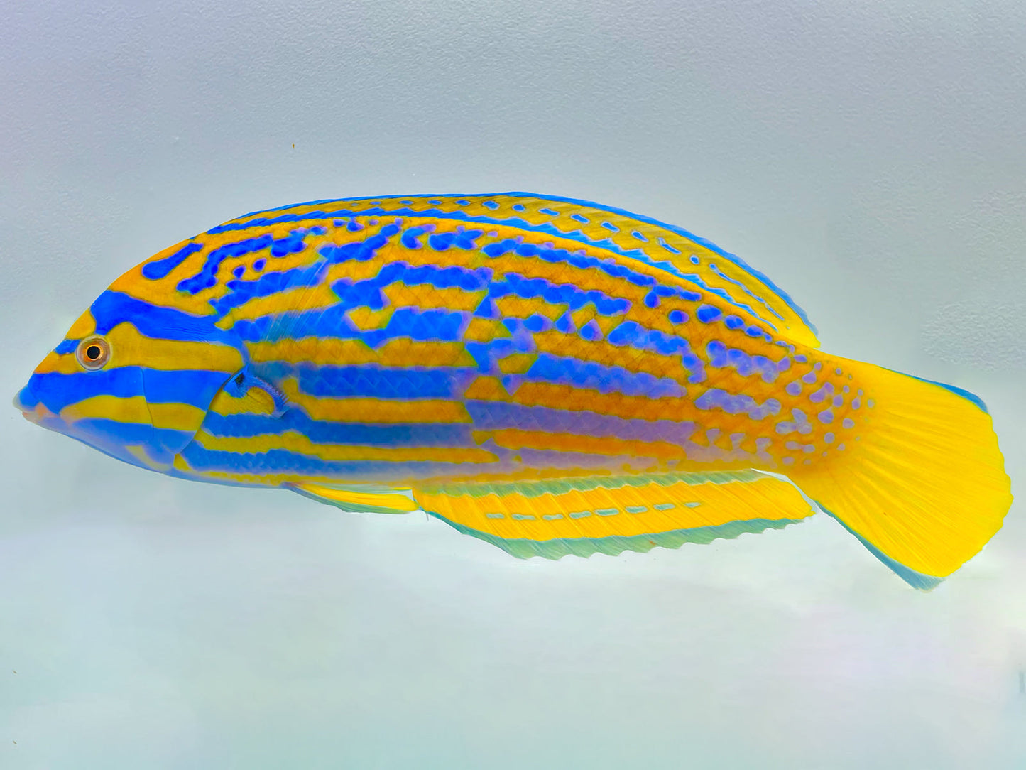 Lennardi Wrasse