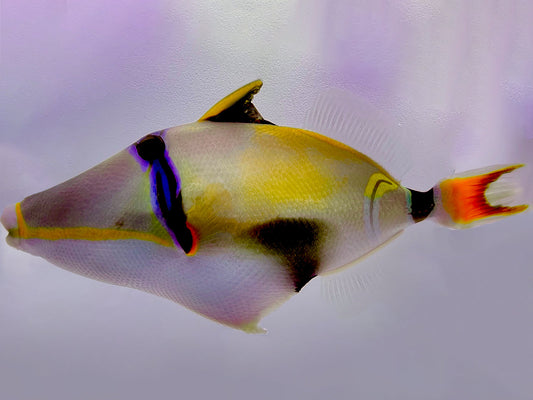 Lunula Triggerfish WYSIWYG