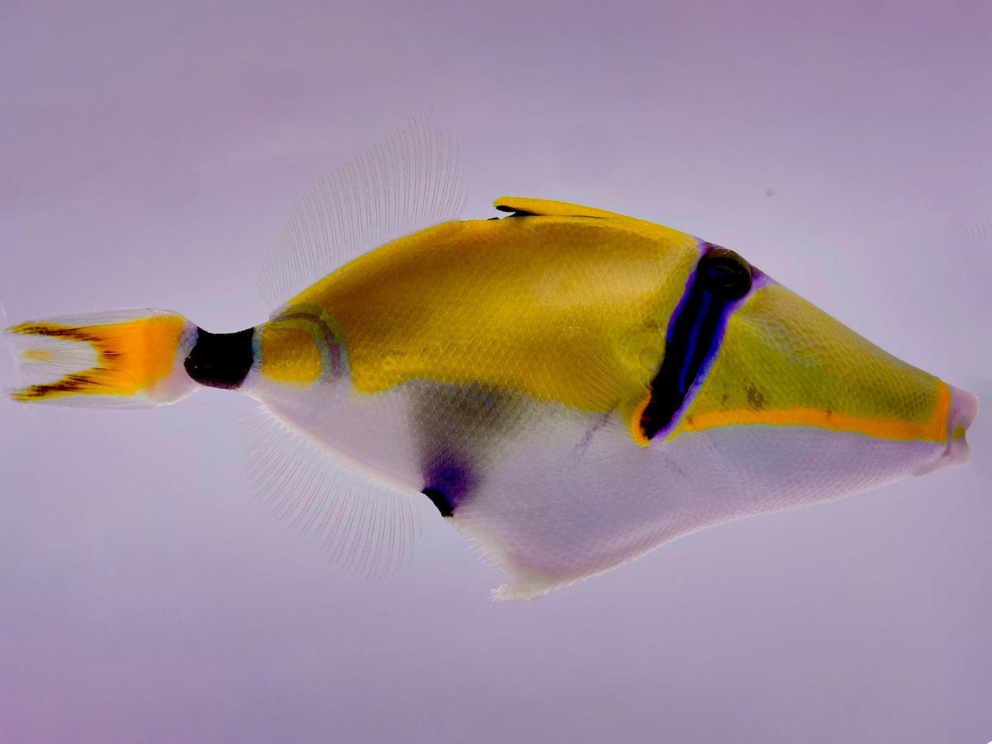 Lunula Triggerfish WYSIWYG SMALL SIZE