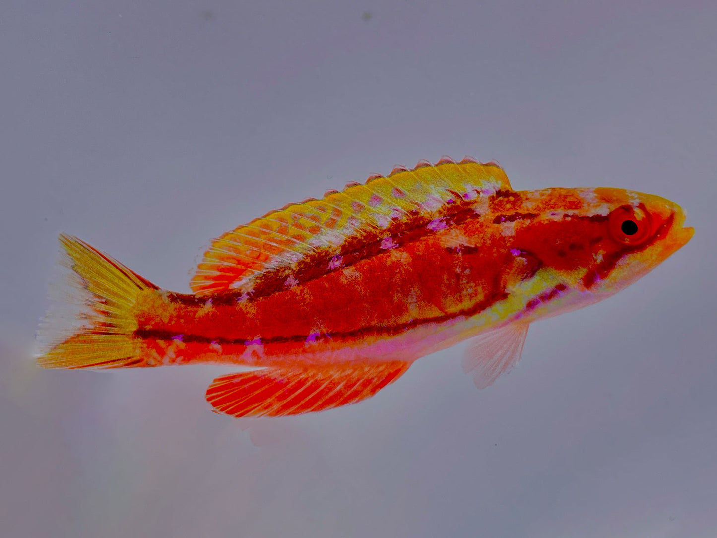 Mauritian Flasher Wrasse Male