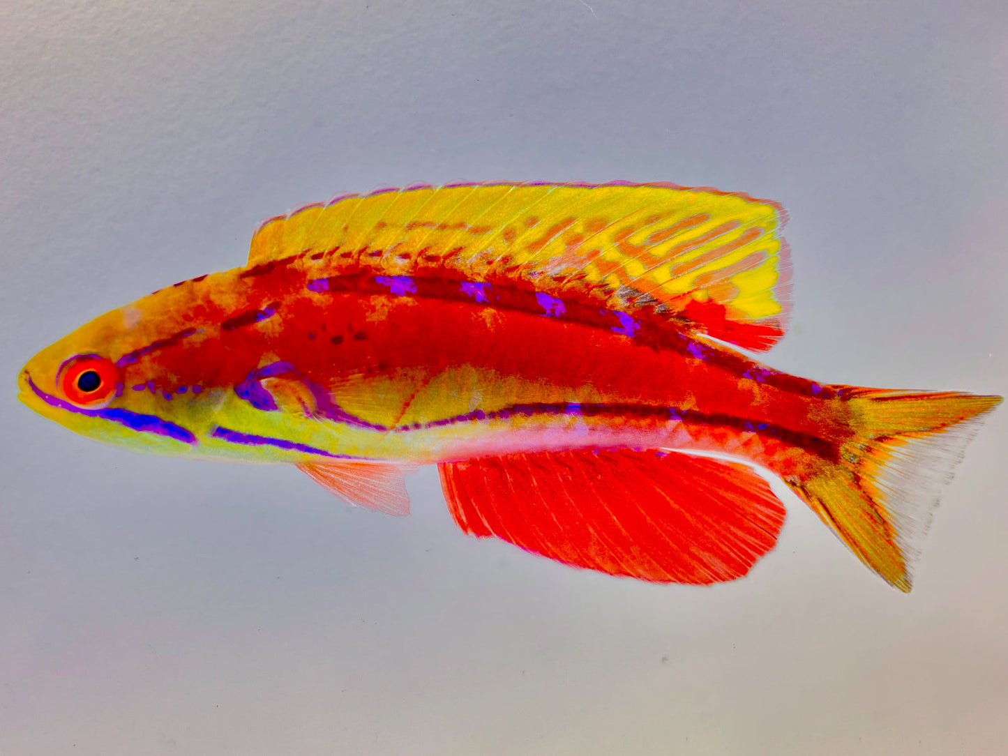 Mauritian Flasher Wrasse Supermale