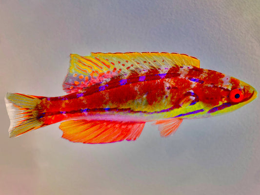 Mauritian Flasher Wrasse Supermale