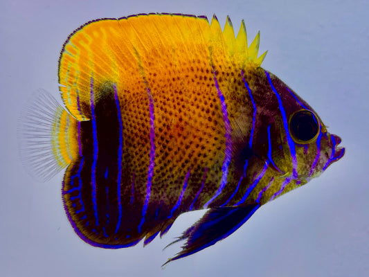 Majestic Angelfish Transitioning