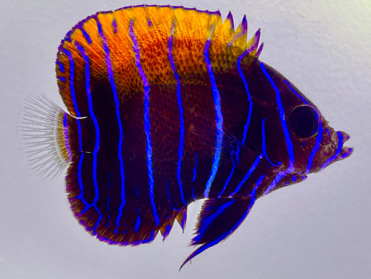 Majestic Angelfish Juvenile