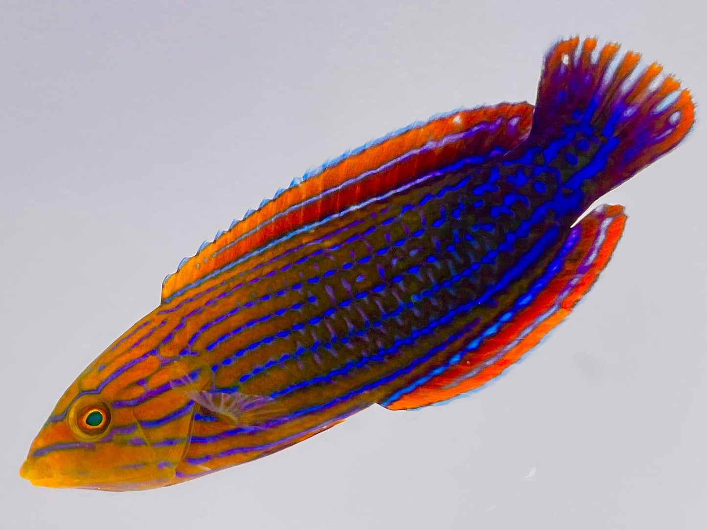 Candycane Femininus Wrasse Male WYSIWYG