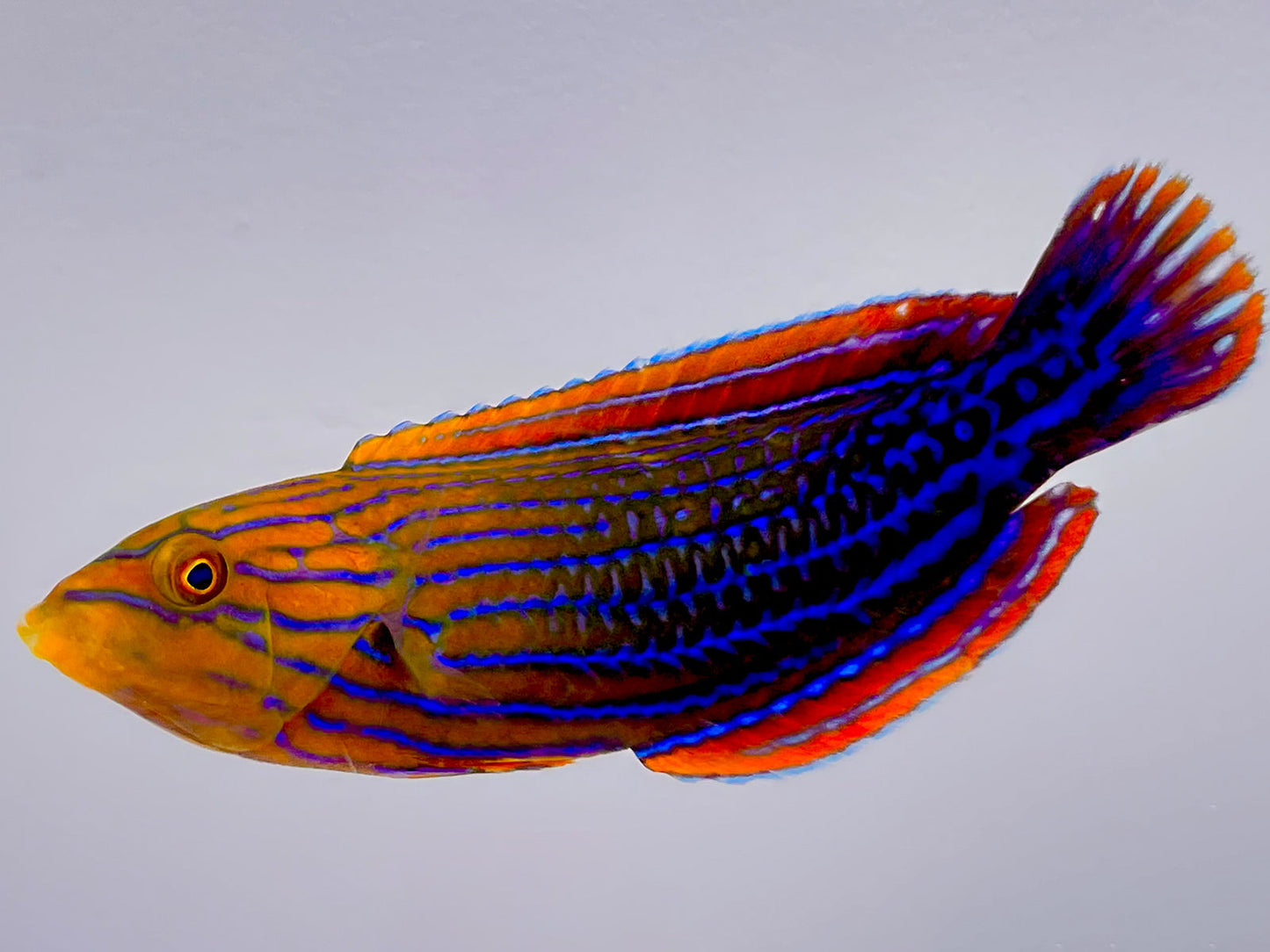 Candycane Femininus Wrasse Male WYSIWYG