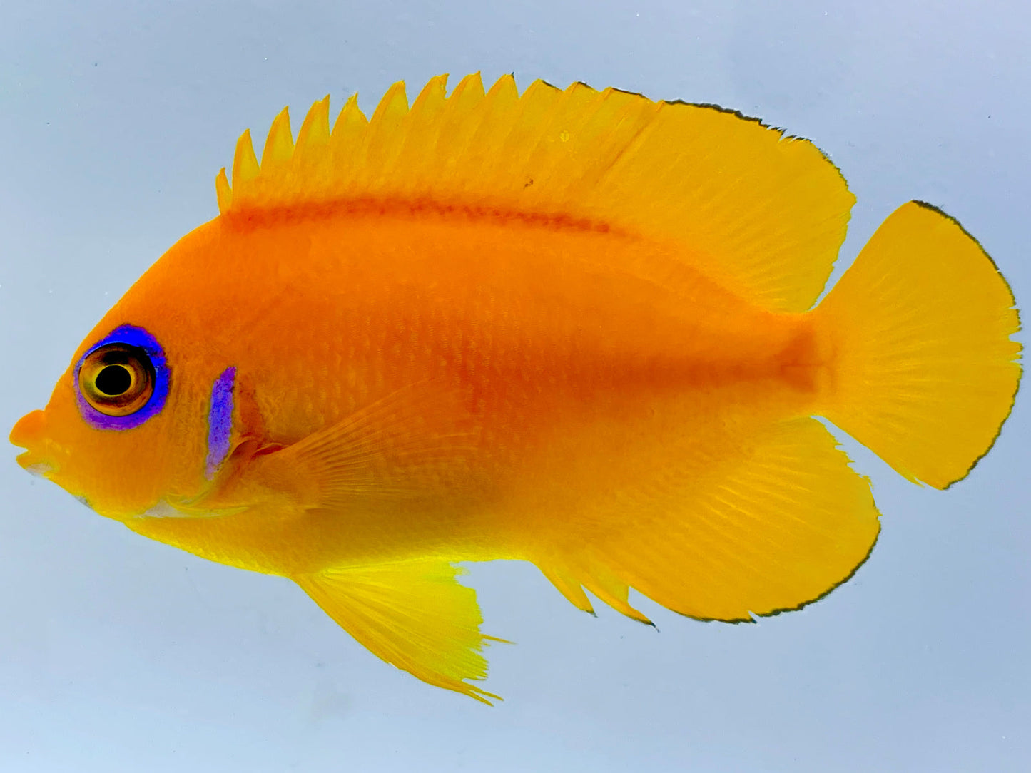 Tahitian Orangepeel Angelfish