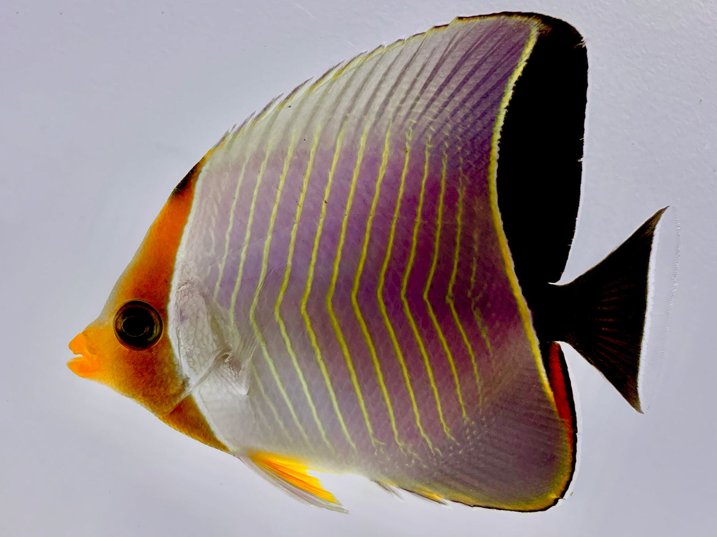 Orange Face Larvatus Butterflyfish