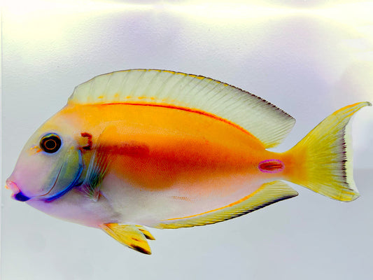 Lieutenant X Orange Shoulder Hybrid Tang WYSIWYG