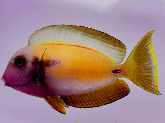 Lieutenant X Orange Shoulder Hybrid Tang WYSIWYG