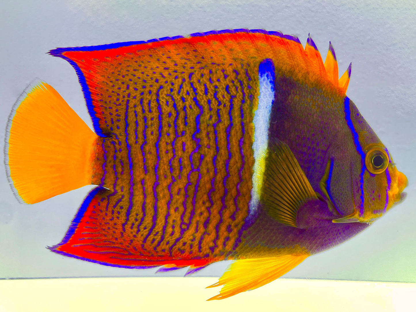 Passer Angelfish Adult