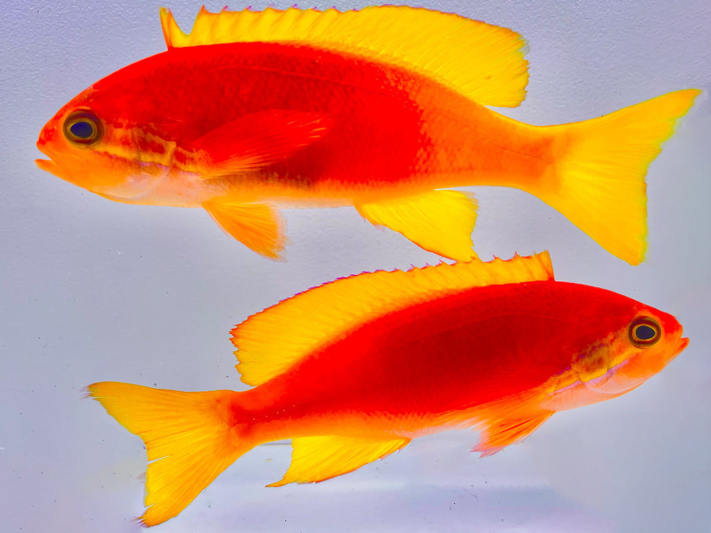 Pictilis Anthias Female