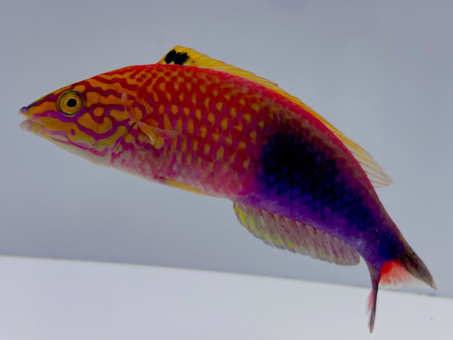 Polynesian Atavai Sunset Wrasse Male/Female Pair