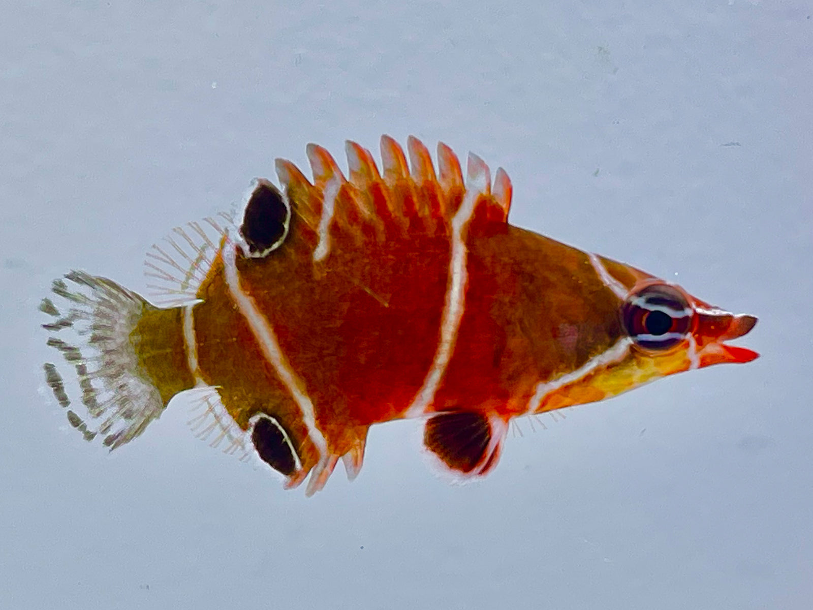 White Banded Possum Wrasse – Saltwater Fish