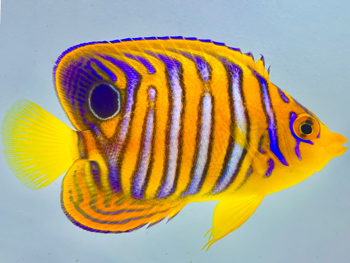 Misbar Indian Ocean Yellow Belly Regal Angelfish WYSIWYG