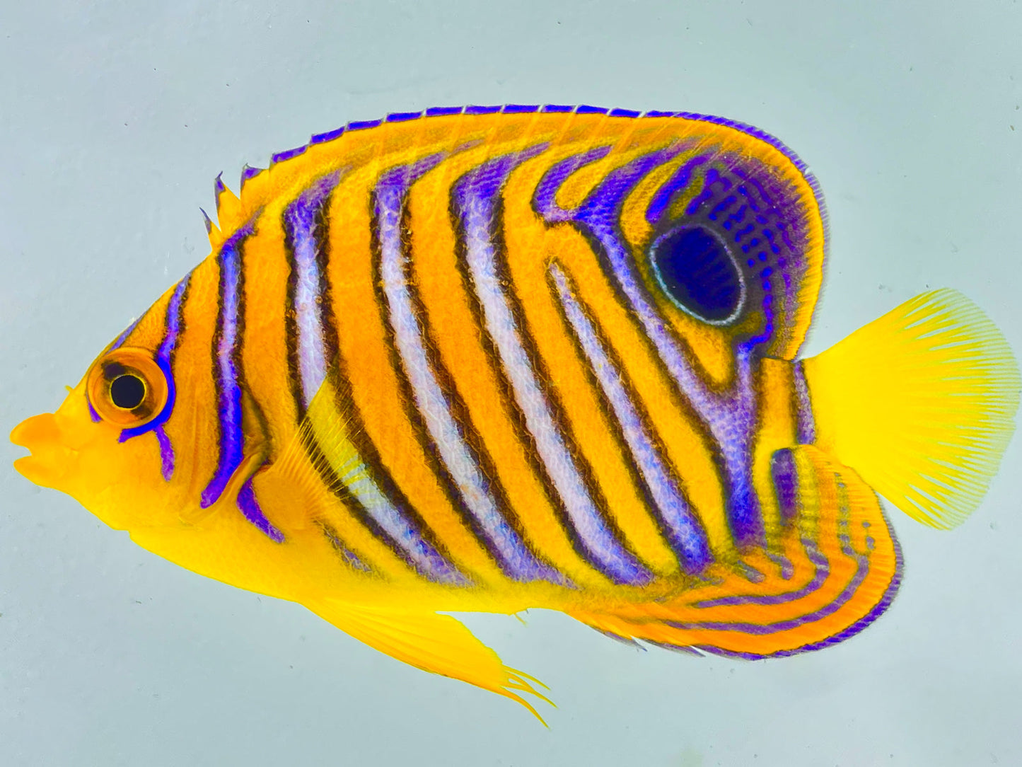 Misbar Indian Ocean Yellow Belly Regal Angelfish WYSIWYG