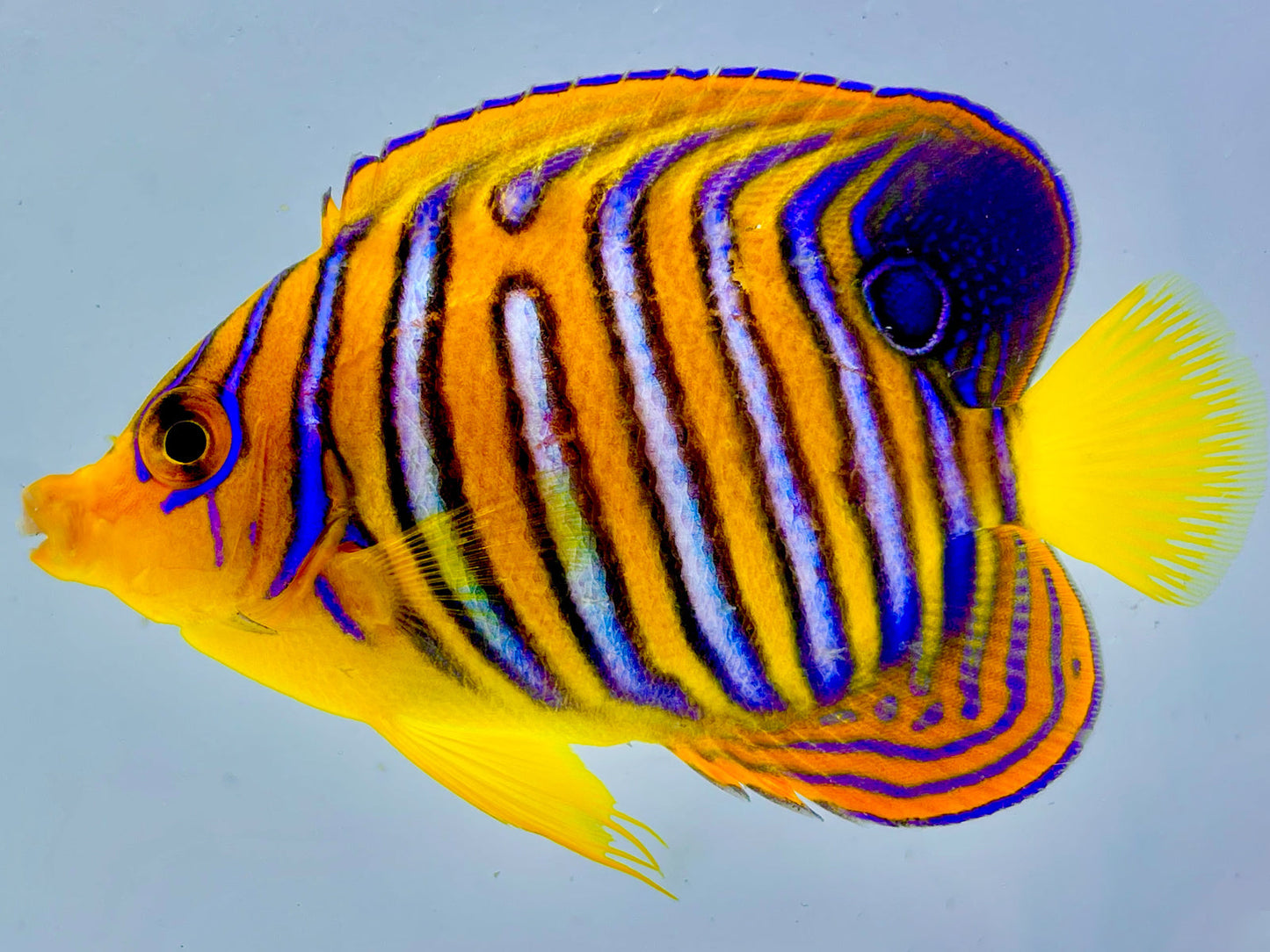 Misbar Indian Ocean Yellow Belly Regal Angelfish WYSIWYG