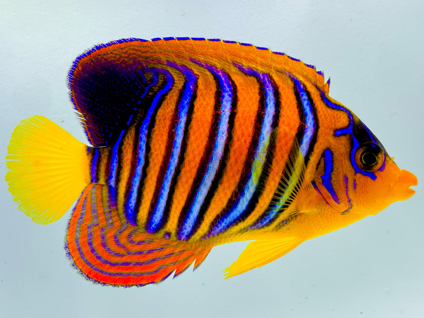 True Red Sea Regal Angelfish