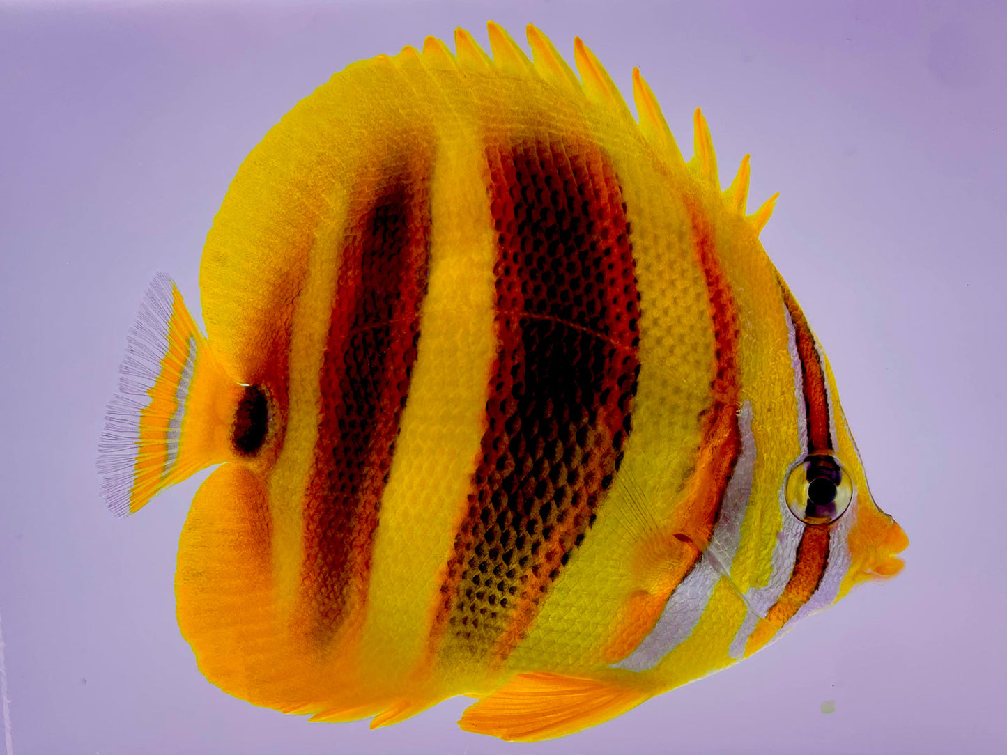 Rainfords's Butterflyfish