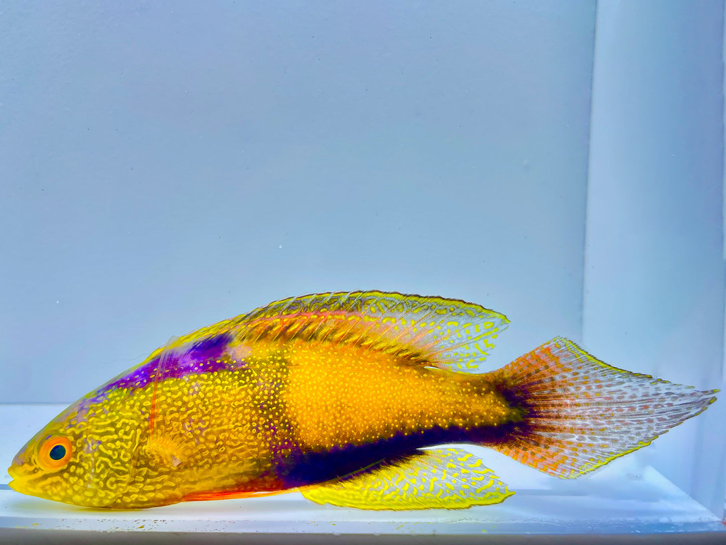 Golden Rhomboid Fairy Wrasse Supermale XL WYSIWYG