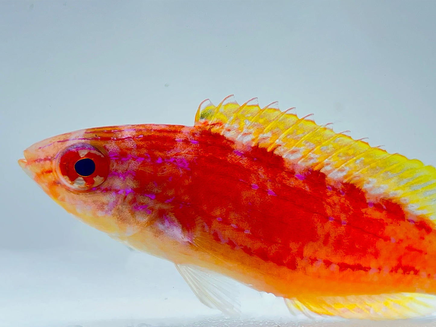 Squire's Fairy Wrasse Initial Phase