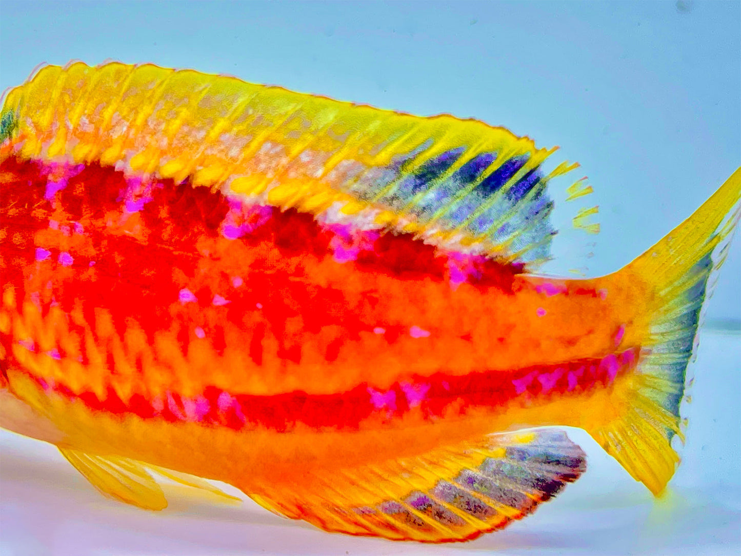 Squire's Fairy Wrasse Terminal Phase