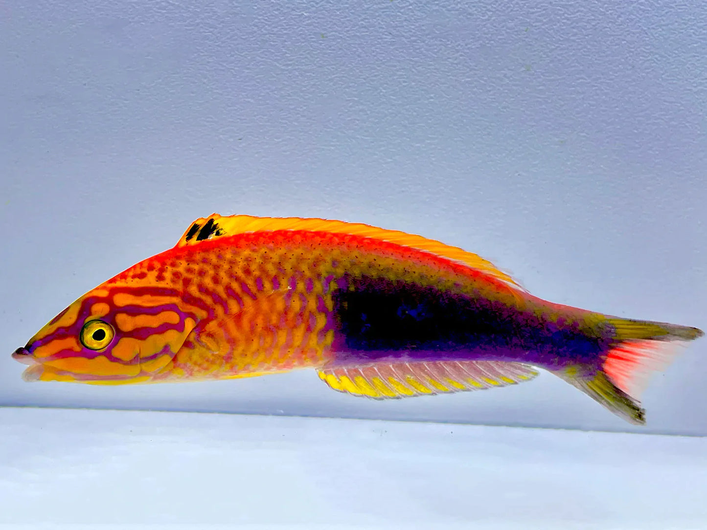 Polynesian Atavai Sunset Wrasse Male