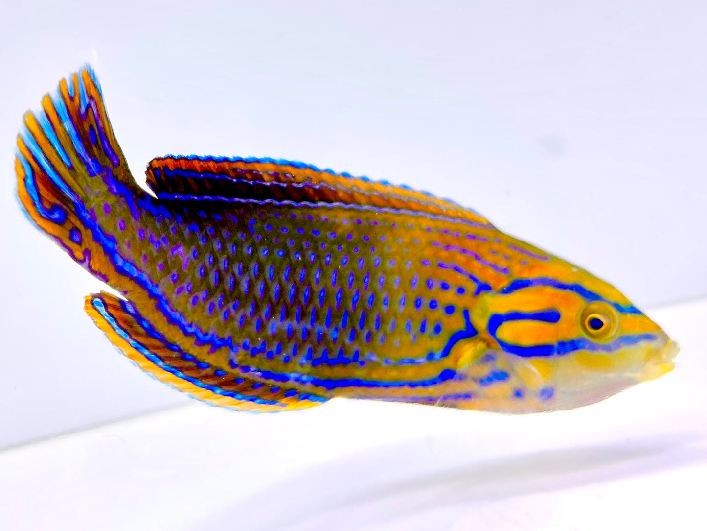 Candycane Femininus Wrasse Supermale WYSIWYG