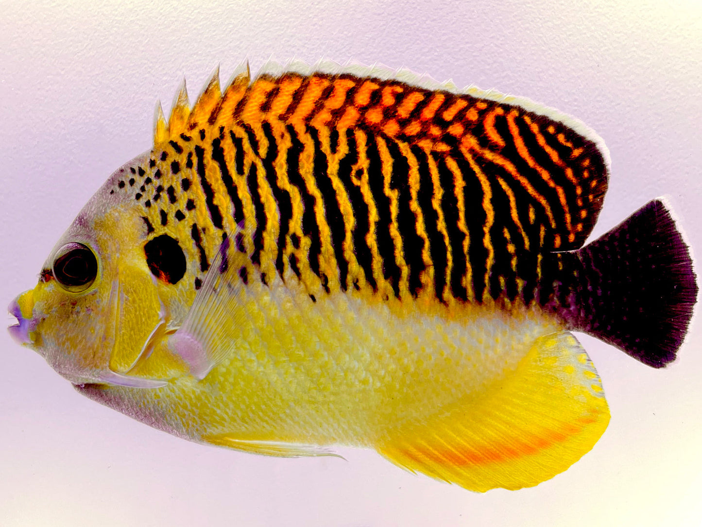 Tiger Angelfish WYSIWYG