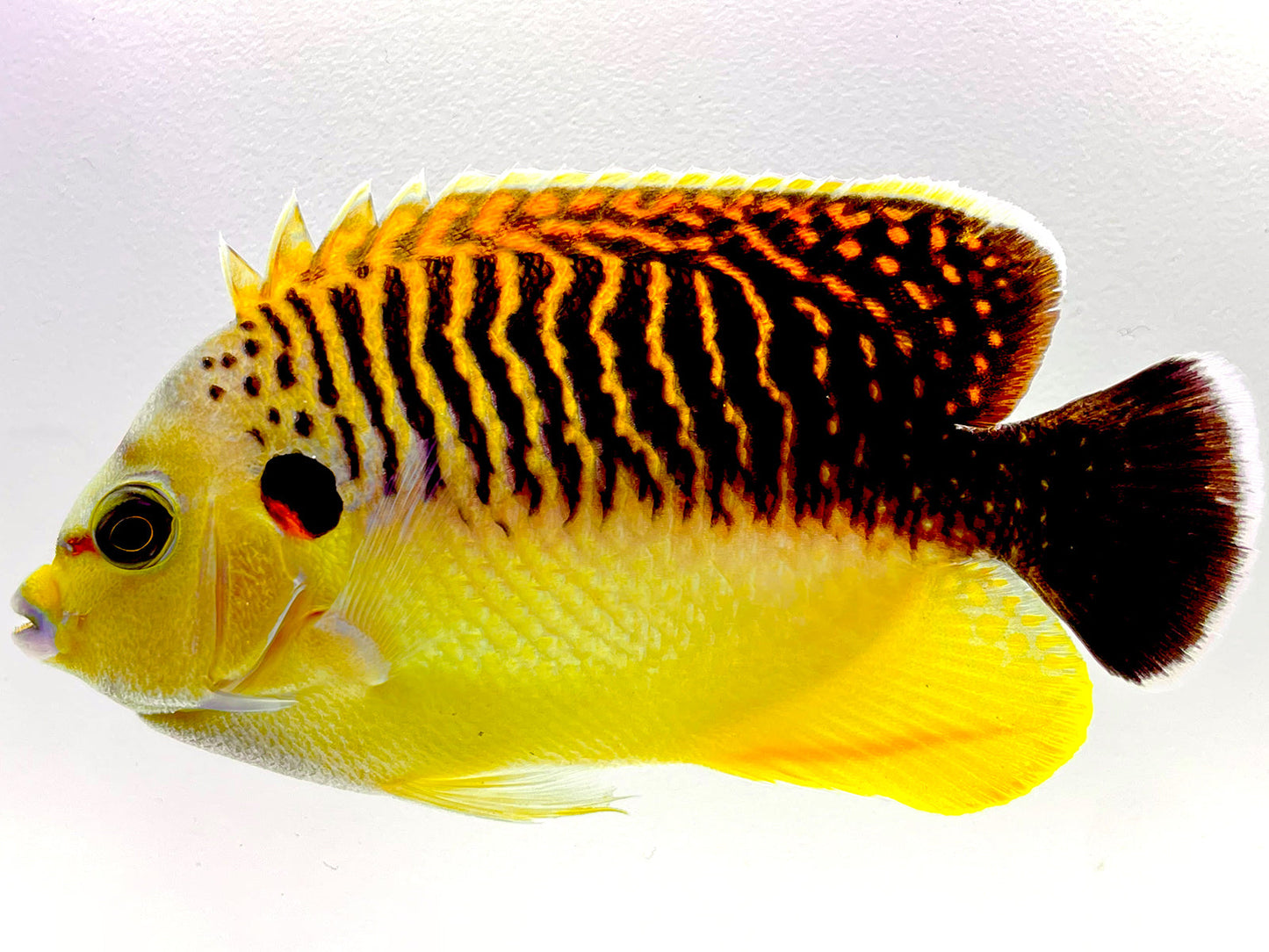 Tiger Angelfish WYSIWYG