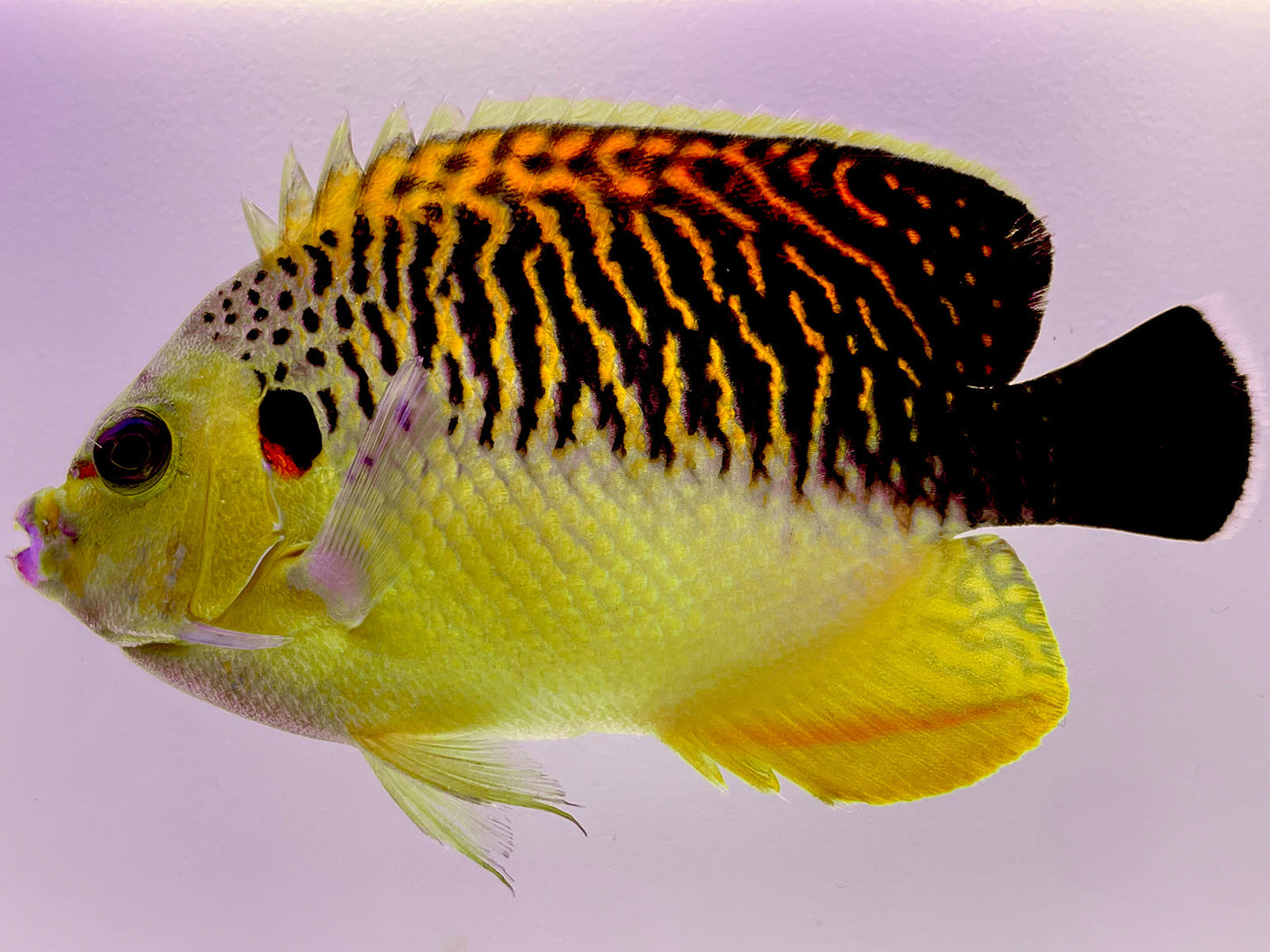 Tiger Angelfish WYSIWYG