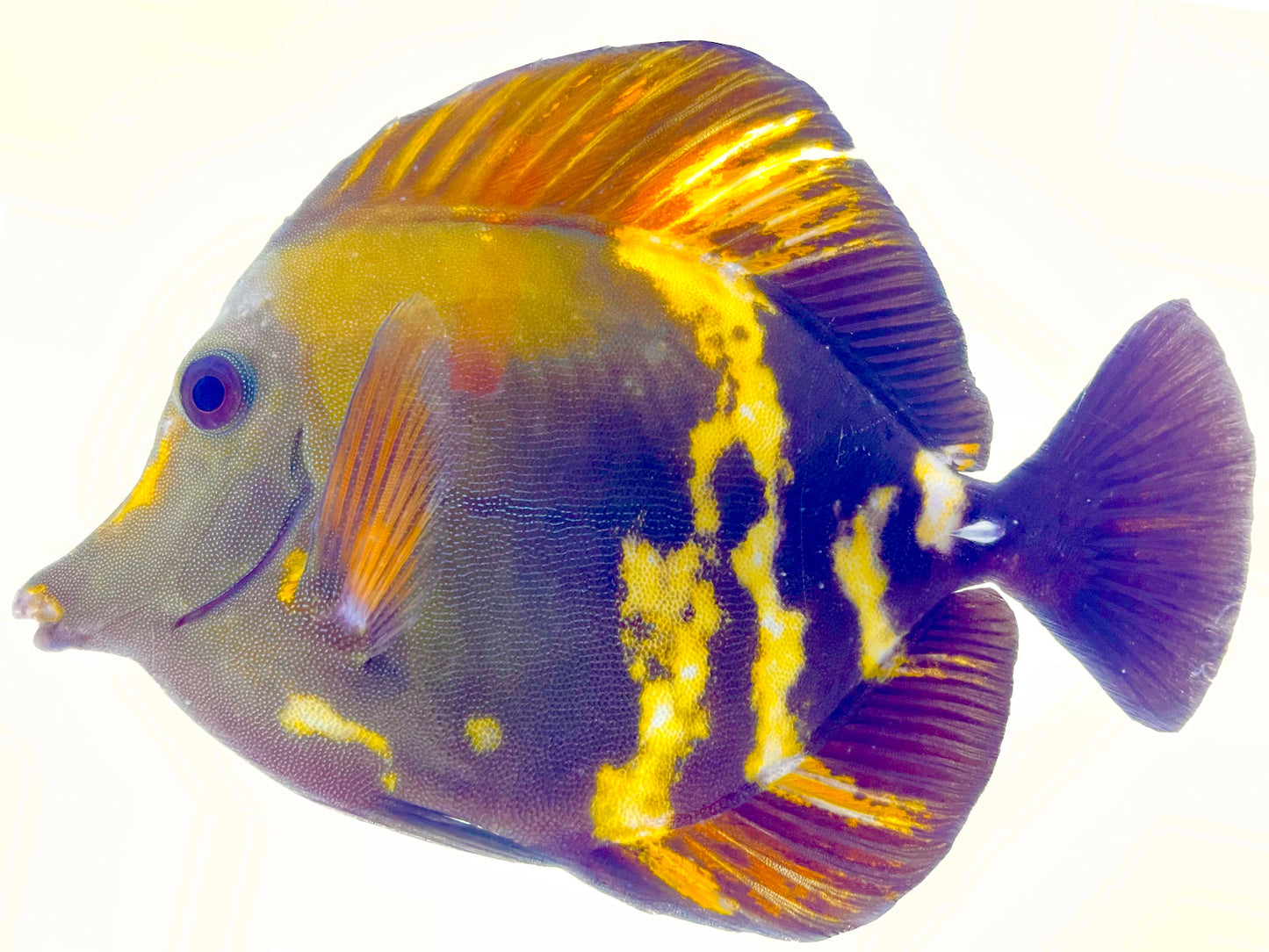 Tiger Stripe Koi Scopas Tang