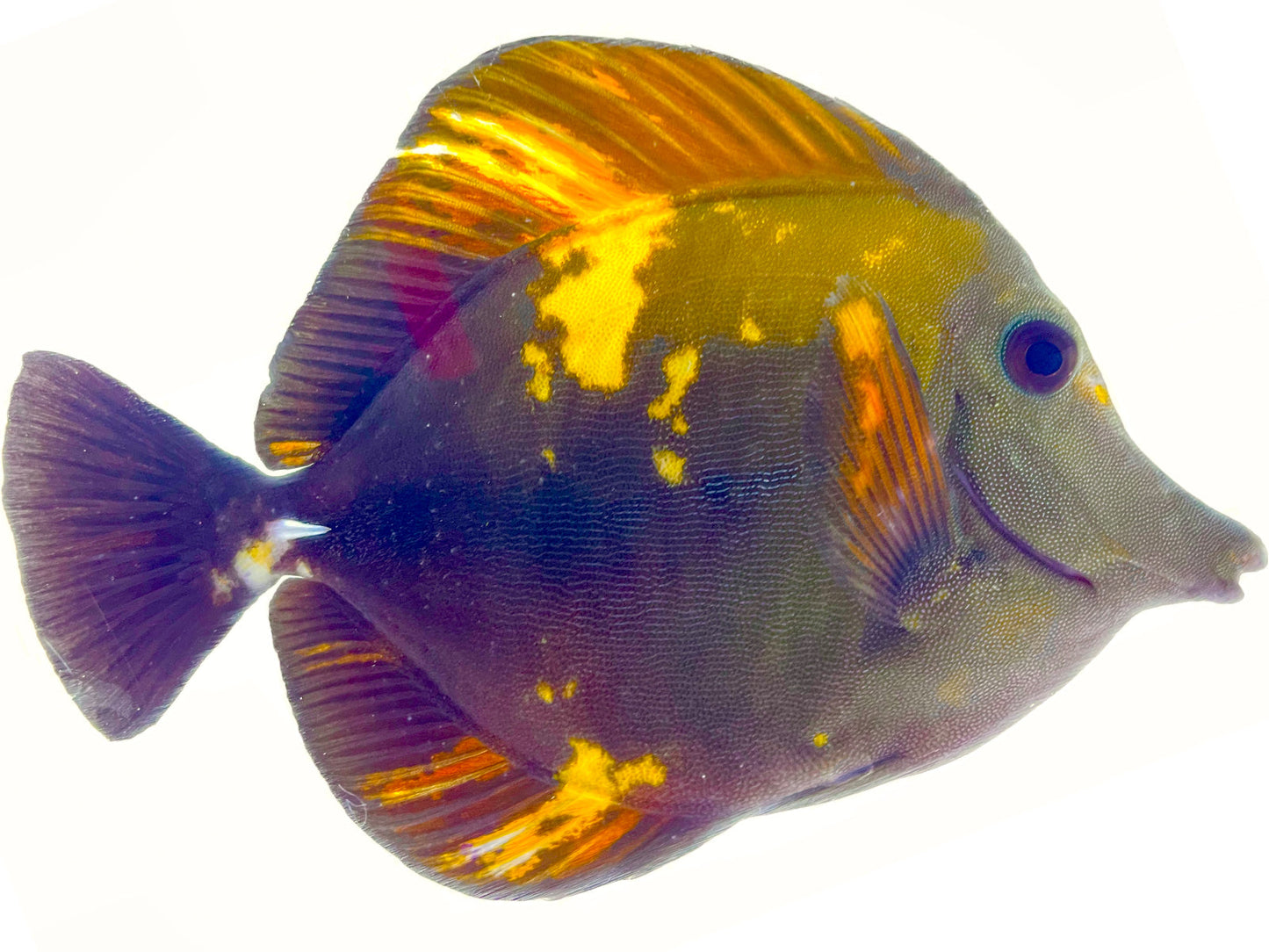 Tiger Stripe Koi Scopas Tang