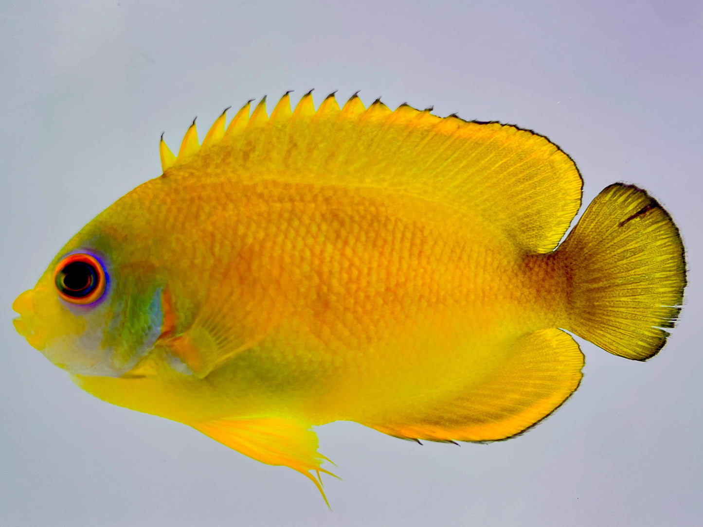 Captive Bred Tigerpyge Angelfish (BA) WYSIWYG