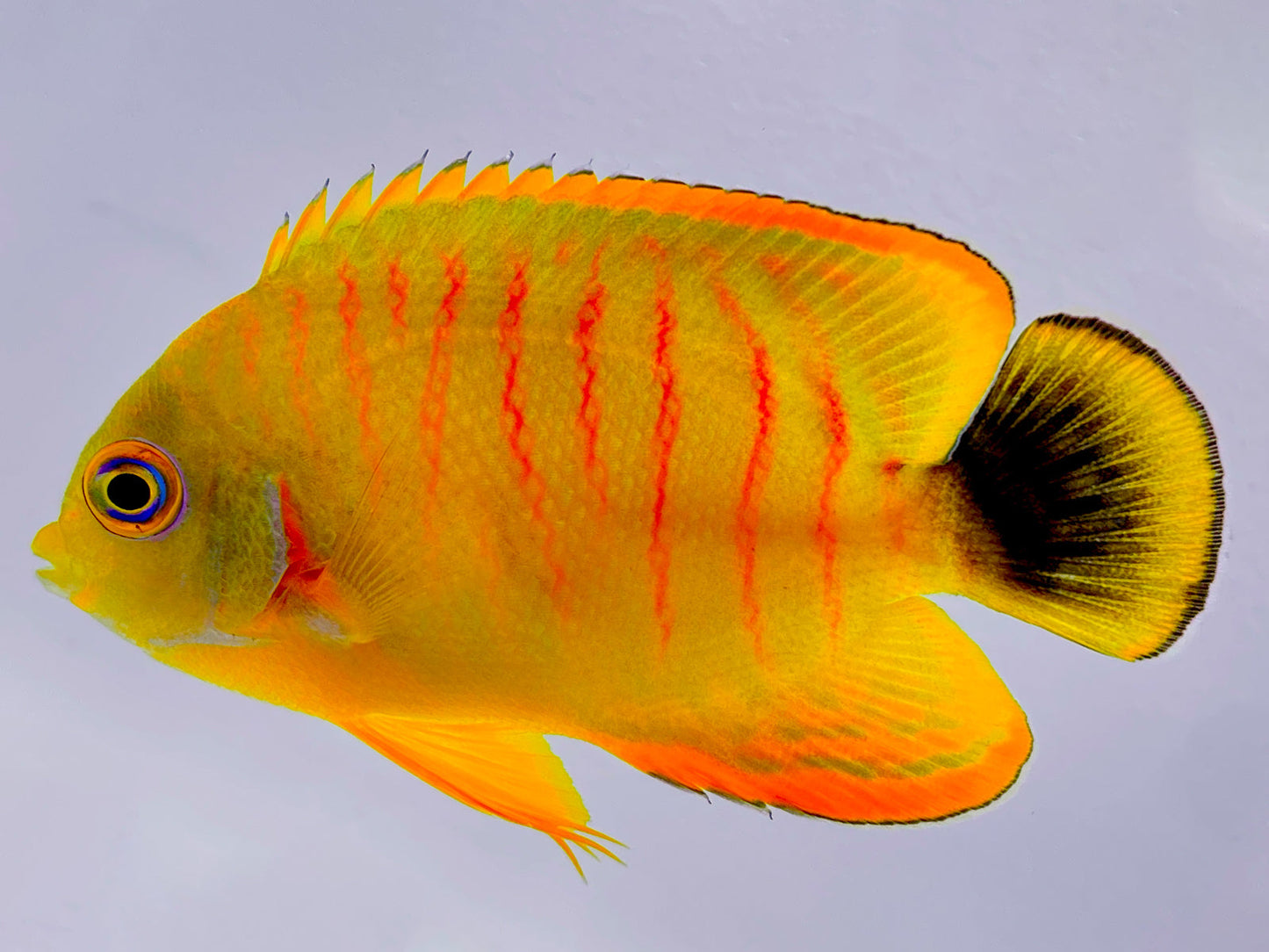 True Wild Tigerpyge Angelfish WYSIWYG