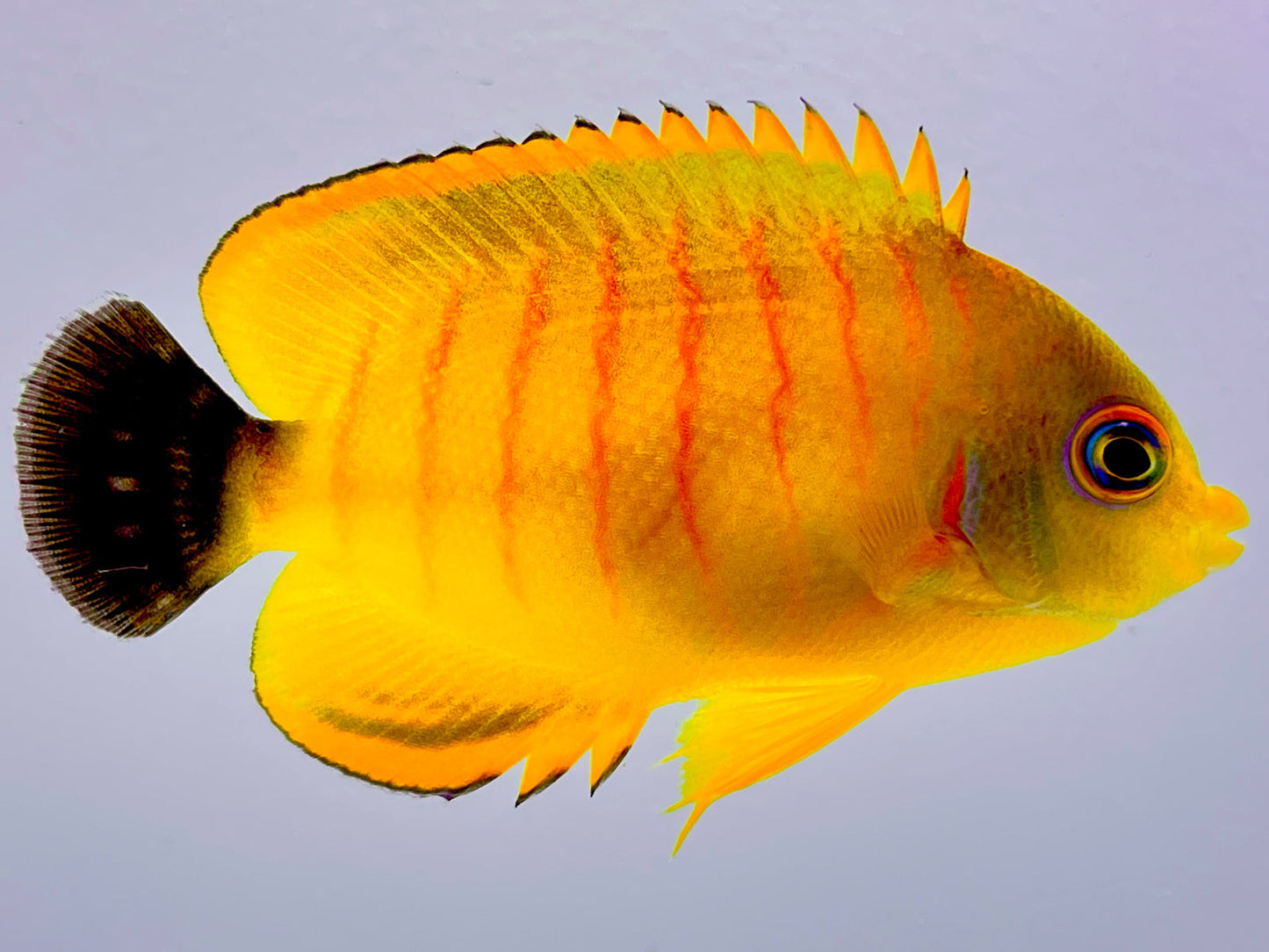 True Wild Tigerpyge Angelfish WYSIWYG