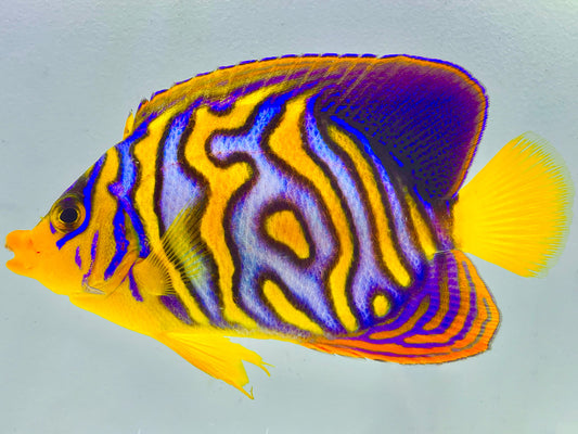 Extreme Misbar Indian Ocean Yellow Belly Regal Angelfish WYSIWYG