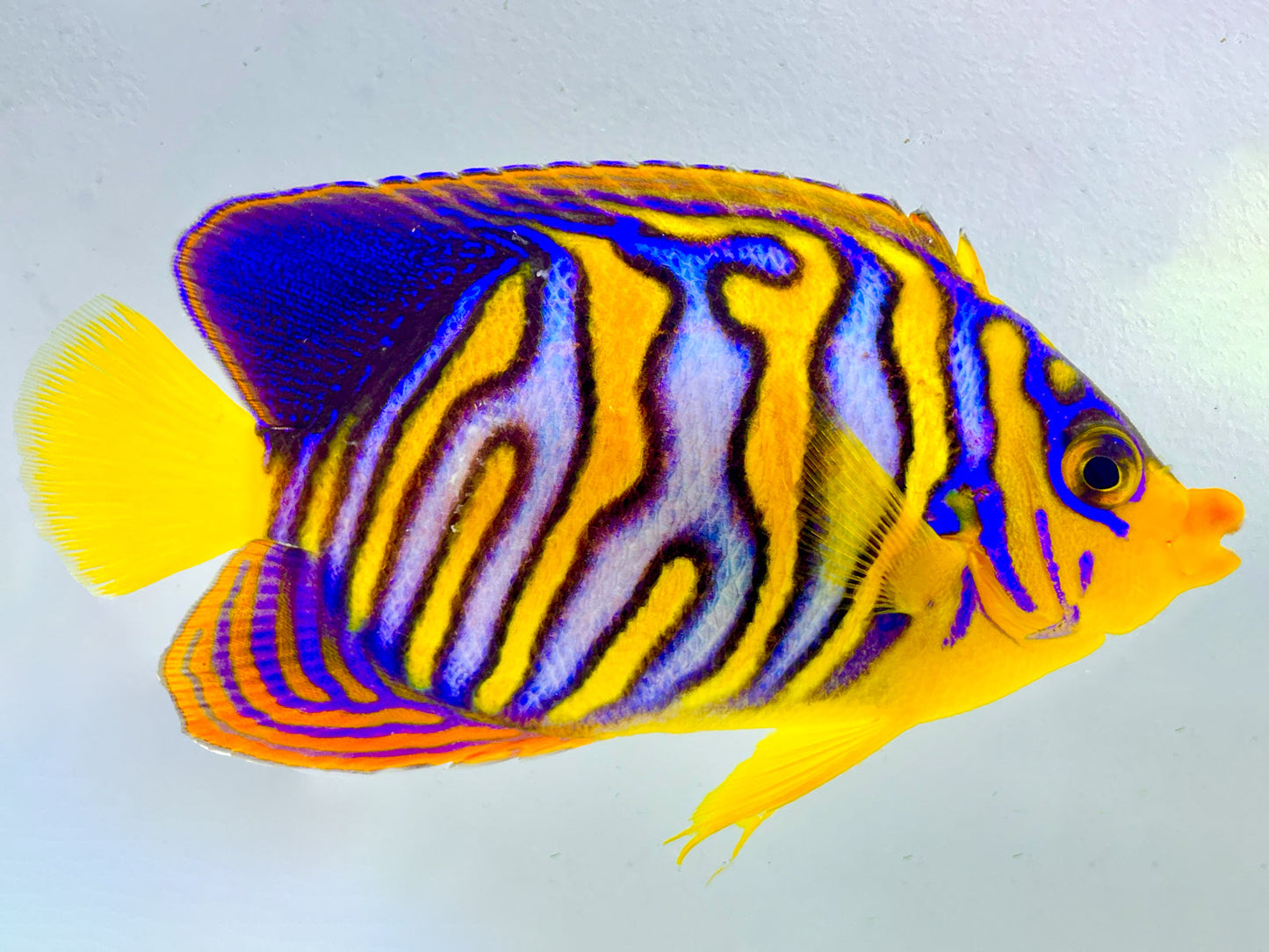 Extreme Misbar Indian Ocean Yellow Belly Regal Angelfish WYSIWYG