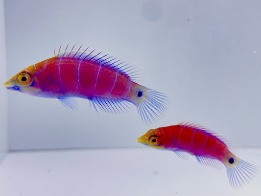 Vanuatu White Bar Mystery Wrasse Bonded Pair WYSIWYG