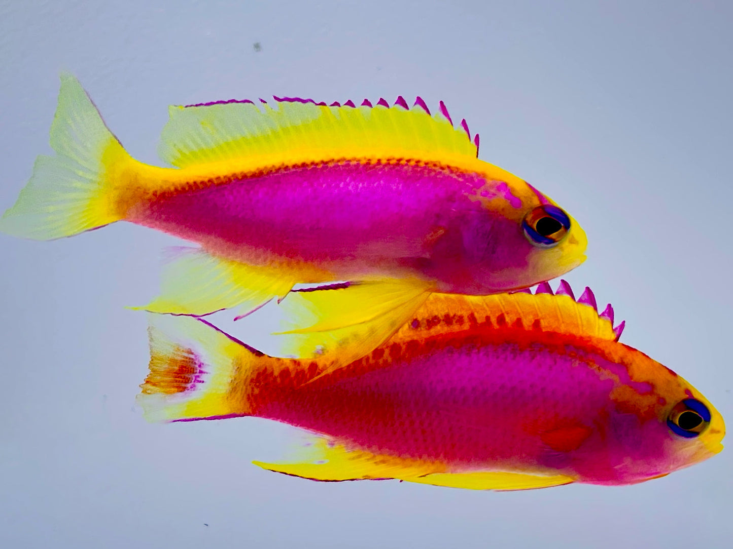 Japanese Ventralis Anthias Male & Female Pair WYSIWYG