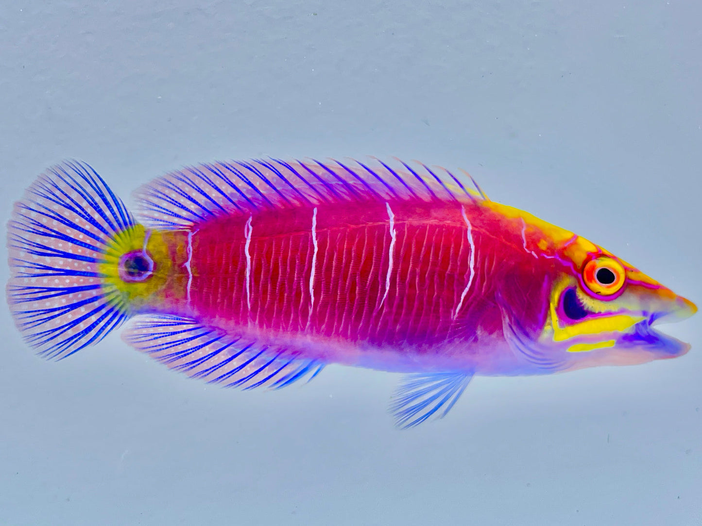 Vanuatu White Bar Mystery Wrasse WYSIWYG